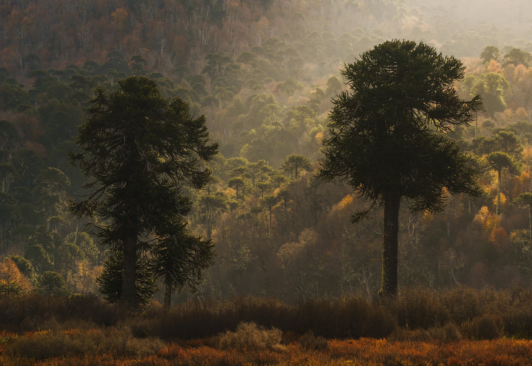 Mención honrosa en los ReFocus Awards para "Ancient Araucarias"