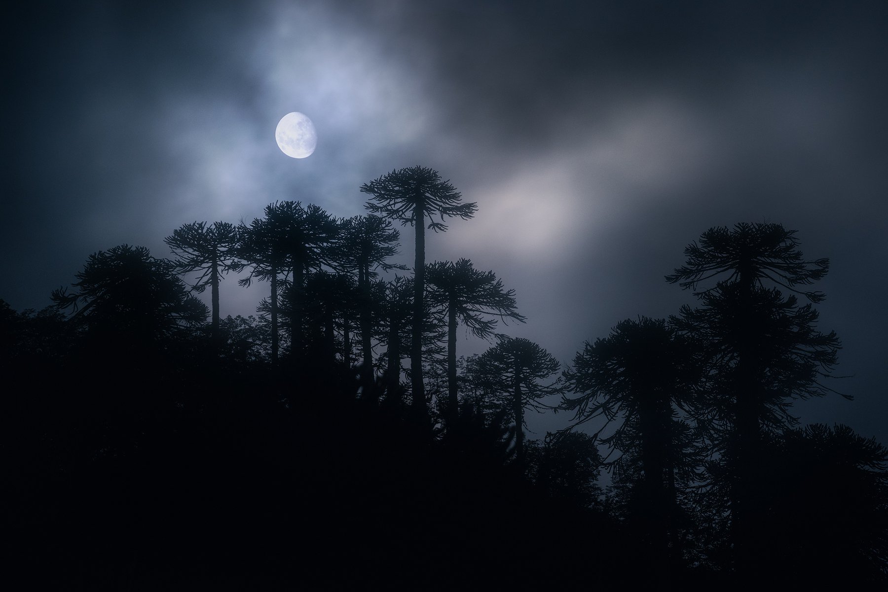 Luna entre Araucarias — Araucanía Andina, Chile