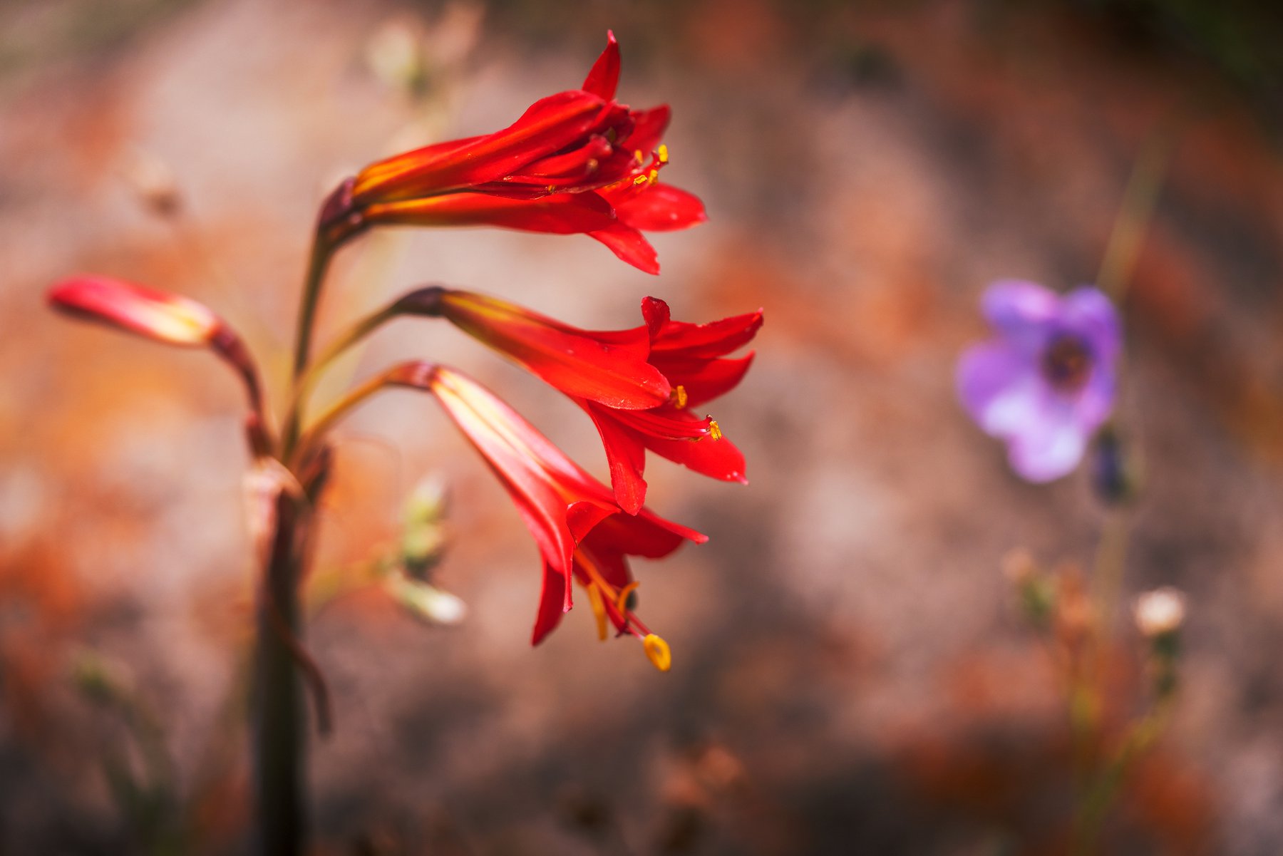 Macro de garra de león roja en el desierto florido