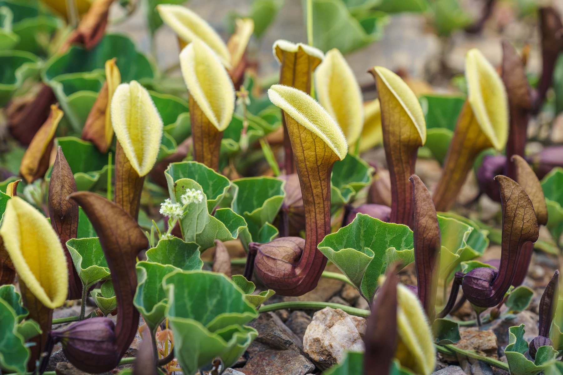 Orejas de zorro, Aristolochia chilensis, creciendo entre piedras en la costa de Huasco