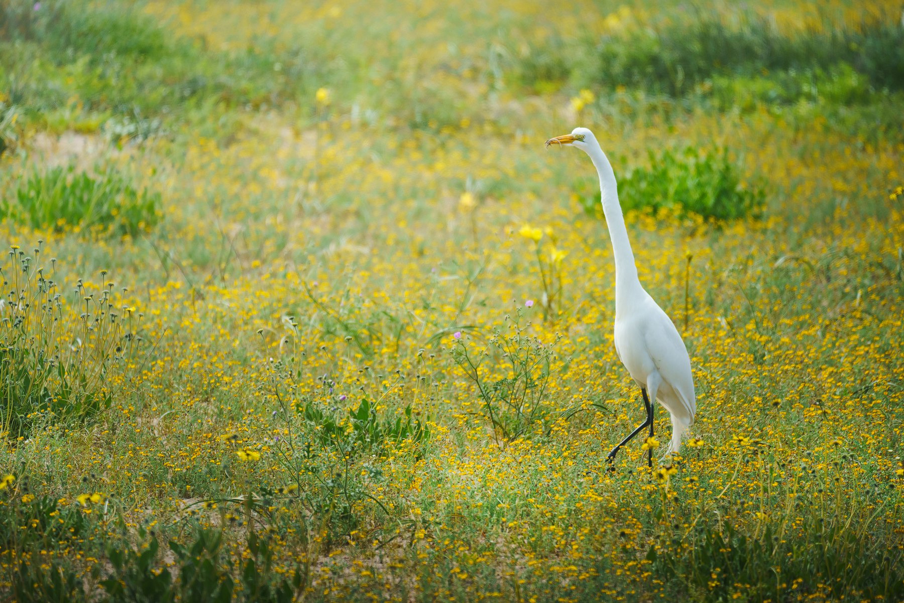 Garza caminando entre flores amarillas, desierto florido