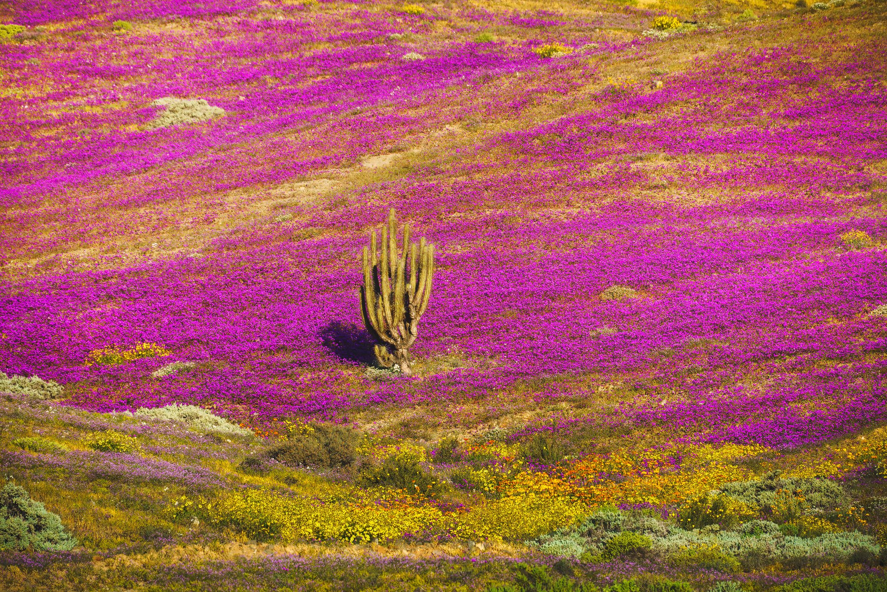 Fotografiar el Desierto Florido: guía de temporadas, lugares y luz
