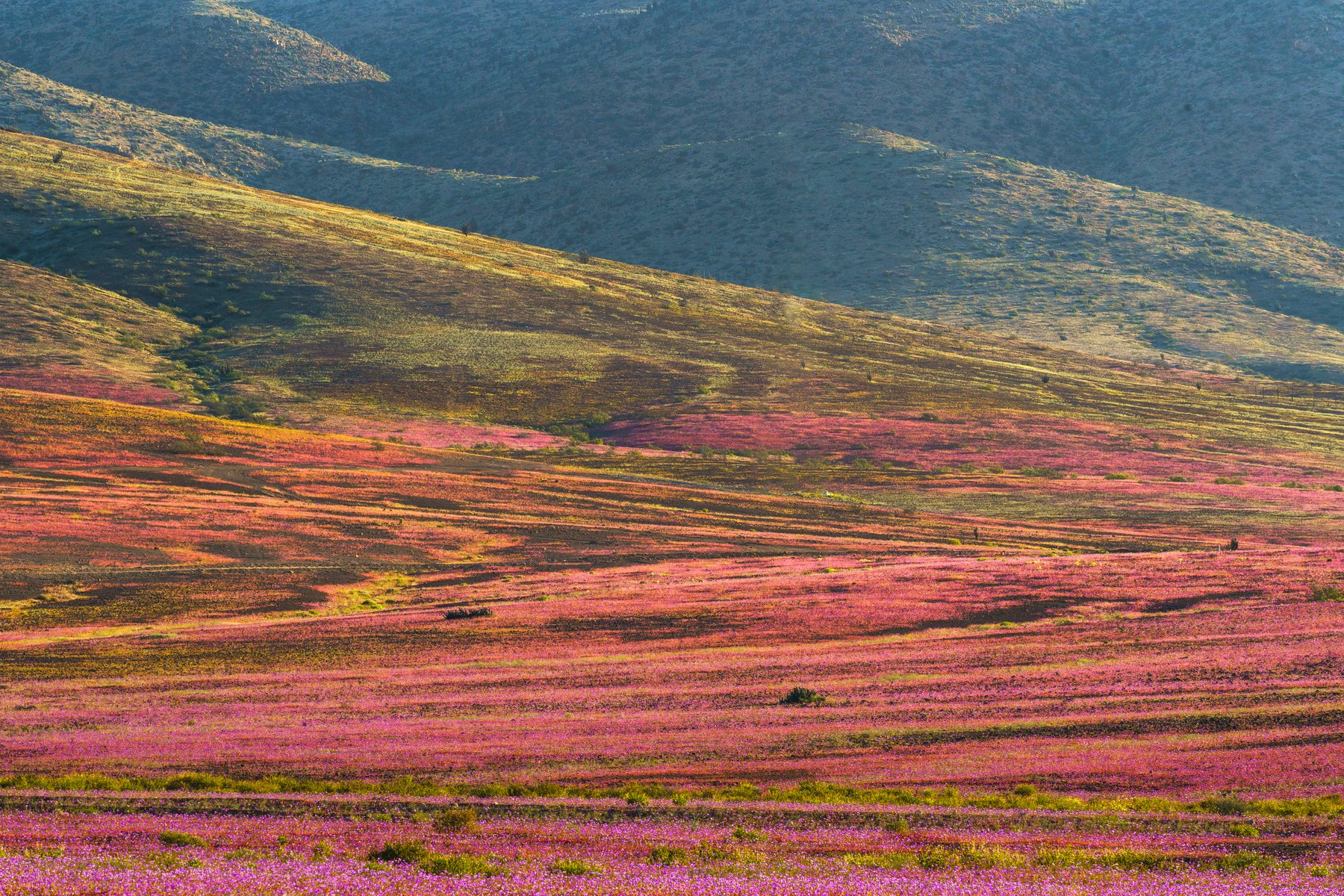 Ladera con manto de flores rosado y magenta, desierto florido