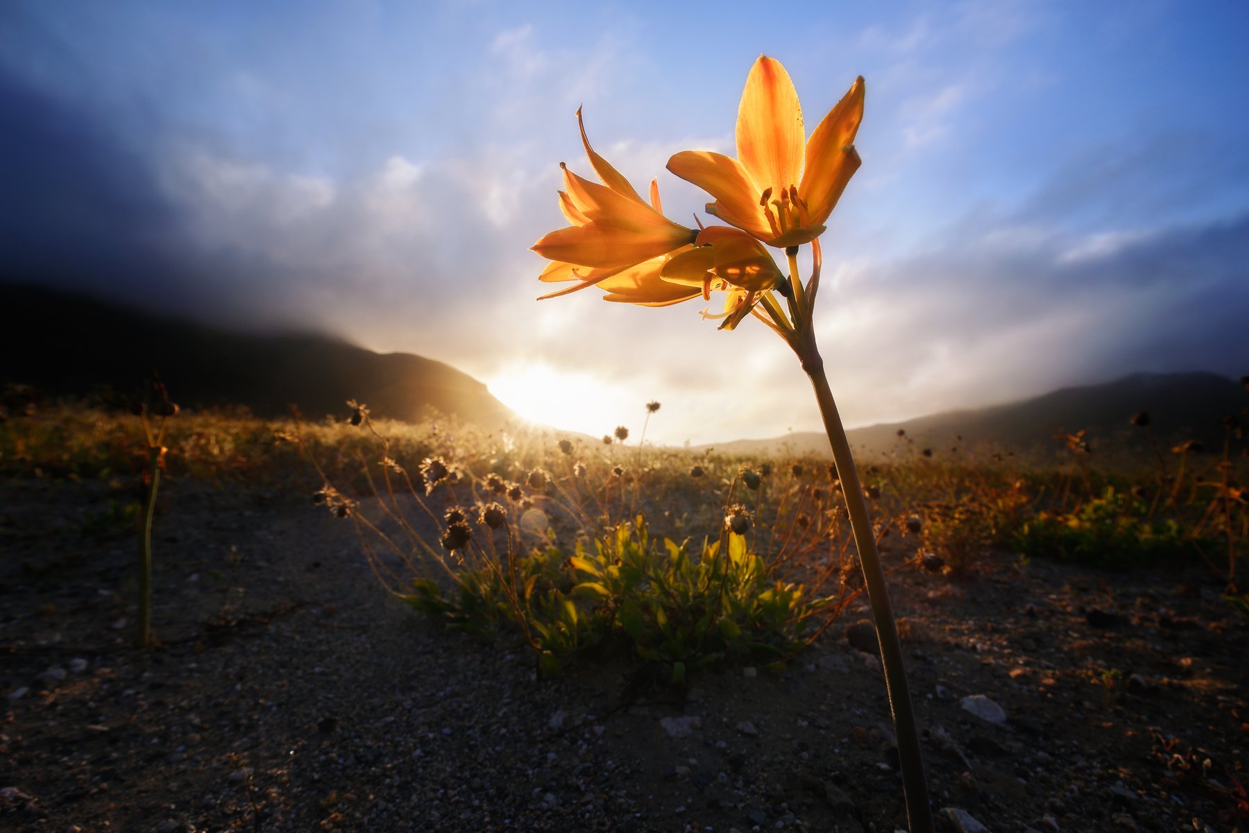 La última sobreviviente: una flor naranja a contraluz frente a un cielo de tormenta, Parque Nacional Llanos de Challe