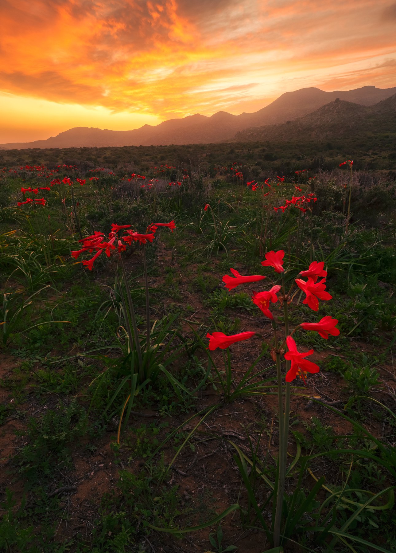 Cielo de atardecer en llamas sobre campo de flores rojas, desierto florido