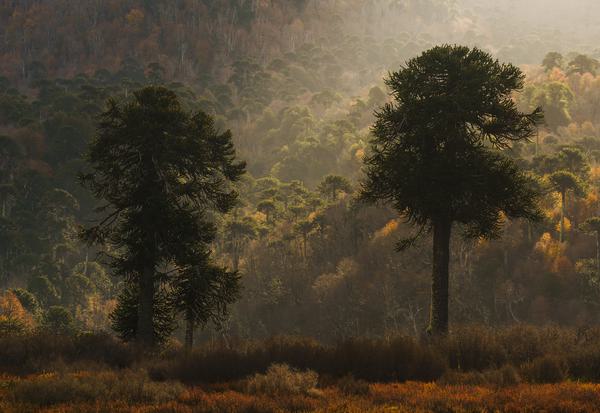 Anscient Araucarias — Araucanía Andina, Chile