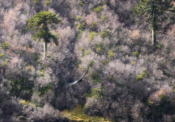 Condor Araucano — PN Conguillio, Chile