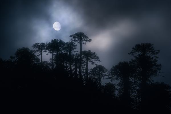Luna entre Araucarias — Araucanía Andina, Chile