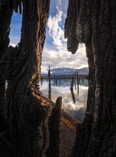 Entre la muerte — Parque Nacional Conguillío, Chile