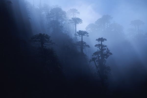 Niebla Lunar — Araucanía Andina, Chile