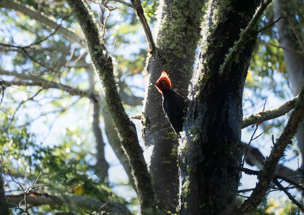 Woodpecker — Las Nalcas National Reserve, Chile