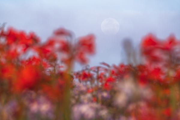 Añañucas y la Luna — Desierto Florido, Chile