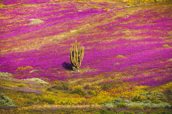 Cactus entre flores — Desierto Florido, Chile
