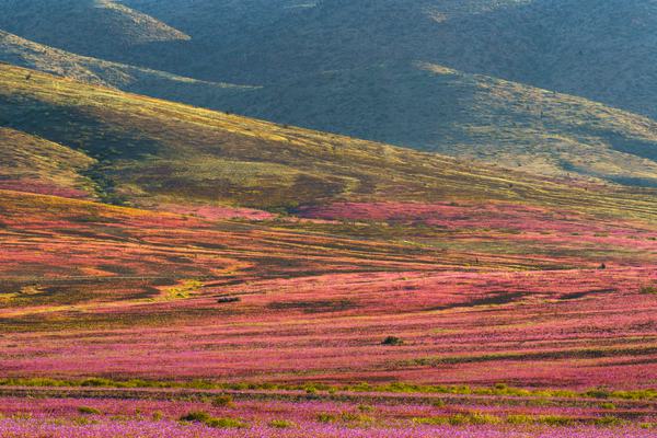 Miracle — Desierto Florido, Chile