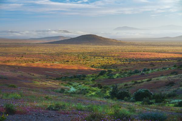 Flores del Desierto — Desierto Florido, Atacama