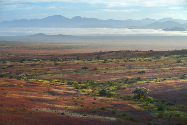 Amplitud — Desierto Florido, Atacama