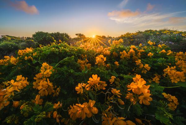 Alcaparras al Sol — Desierto Florido, Chile