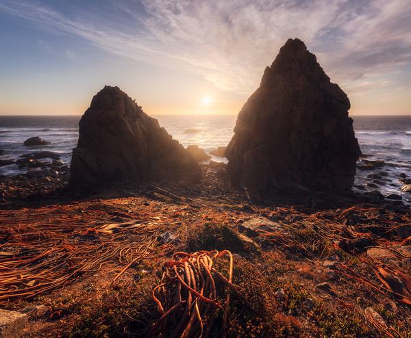 Árboles del mar — Puertecillo, Chile