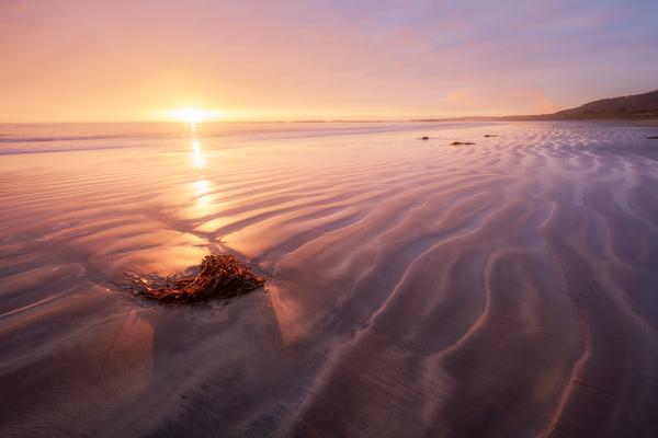 Song on the beach — Isla Mocha, Chile