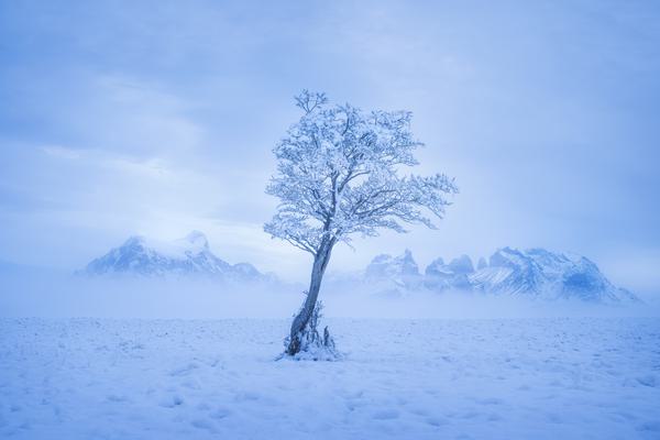Árbol de Invierno — Torres del Paine, Patagonia