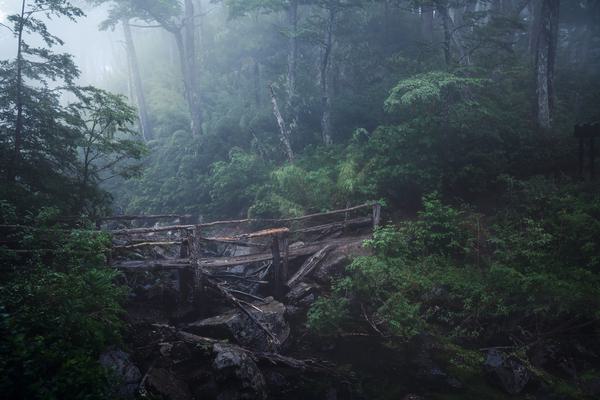 Lluvia en el Bosque — PN Huerquehue, Araucanía