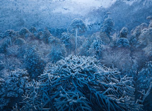 Araucanía Invernal — Malalcahuello, Araucanía