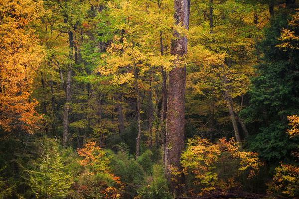 Bosques de la Araucanía — Araucanía, Chile