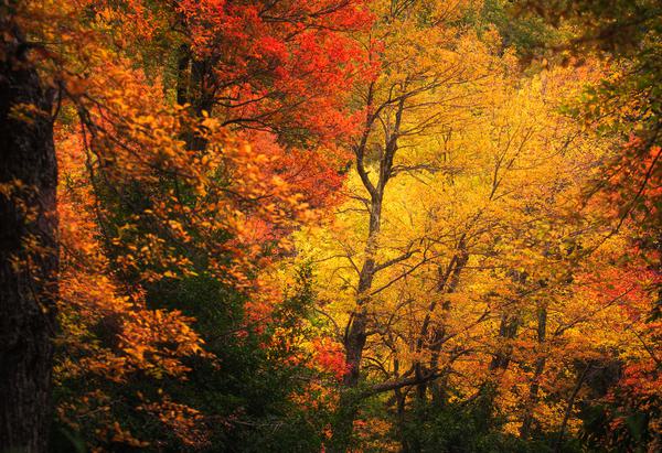 Otoño Araucano — Araucanía, Chile