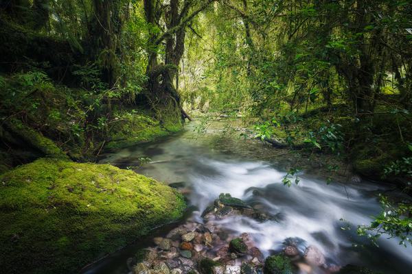 Río de Agua Pura — Parque Tagua Tagua, Los Lagos