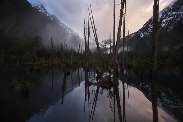 Amanecer entre Nieblas — Parque Tagua Tagua, Los Lagos