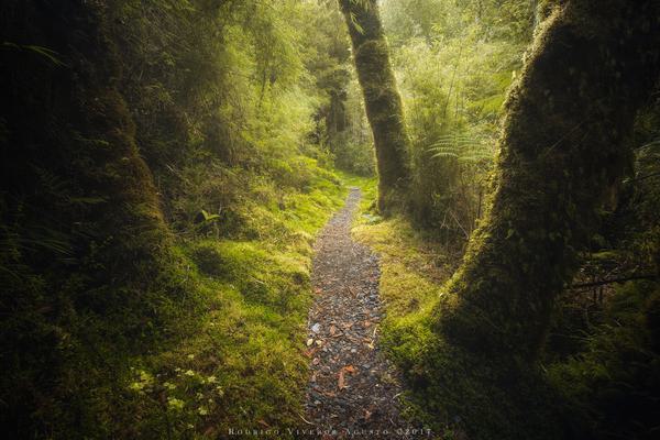 El Silencio del Bosque — Parque Pumalín, Patagonia