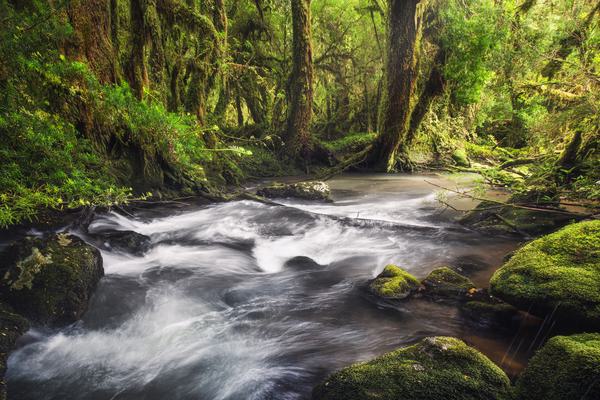 Bosque Encantado — PN Queulat, Patagonia