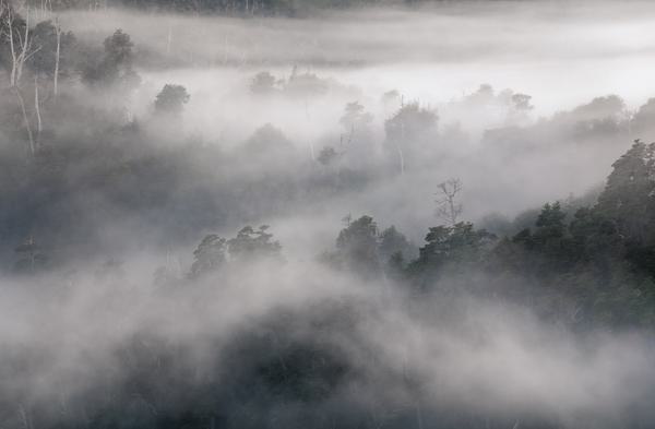 Niebla en el Bosque — Carretera Austral, Patagonia
