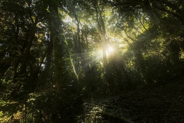 Bosque de Isla Mocha — Isla Mocha, Chile