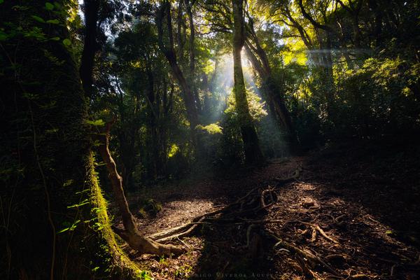 Haz de Luz — Isla Mocha, Chile