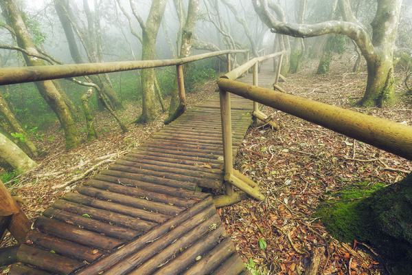 Bosque de Fray Jorge — PN Fray Jorge, Coquimbo