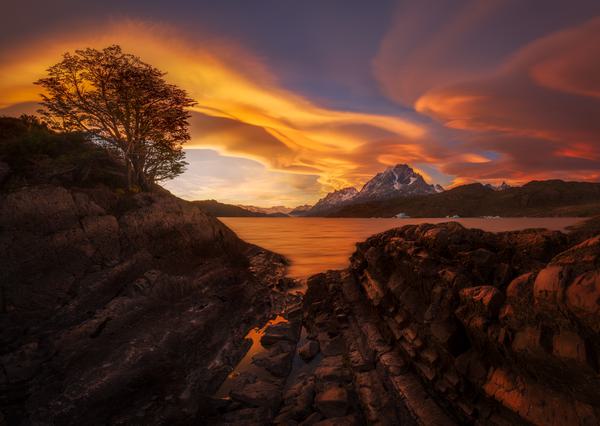 Fortunate tree — Lago Grey, Torres del Paine