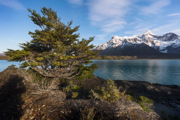 El Árbol y la Montaña — Torres del Paine, Patagonia