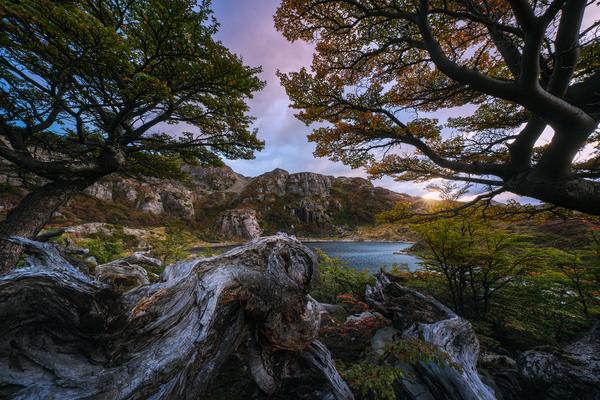 Raíces de Otoño — Isla Navarino, Chile