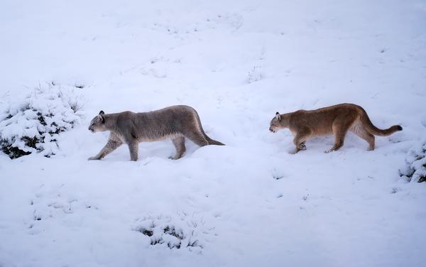 Pumas del Paine — Torres del Paine, Patagonia