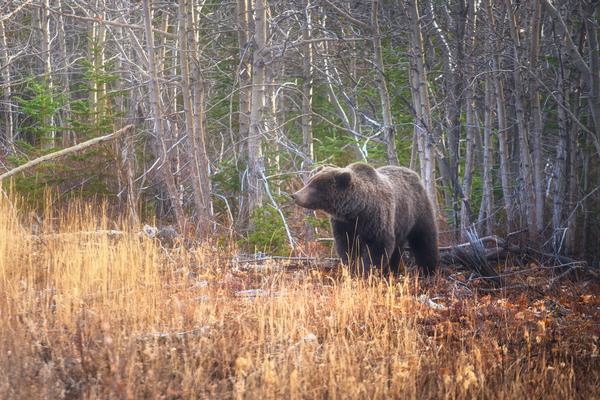 Oso Grizzly — PN Kluane, Yukón