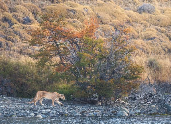 Puma en Laguna Azul — Laguna Azul, Torres del Paine