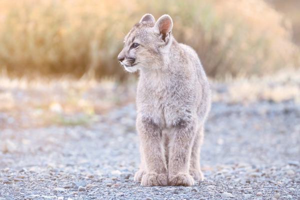Puma Curioso — Torres del Paine, Patagonia
