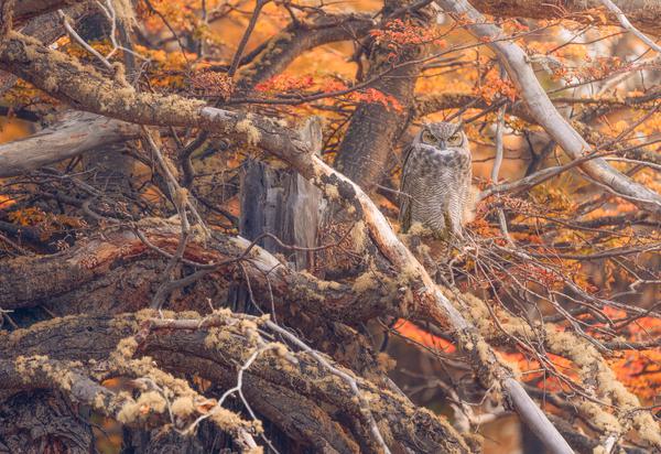 Tucúquere en otoño — Torres del Paine, Chile