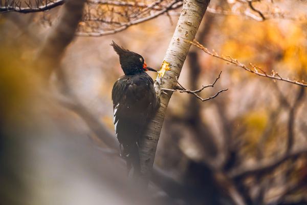 Sinfonía de Otoño — Valle del Francés, Torres del Paine