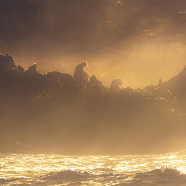 Lobos al atardecer — Pullehue, Chile